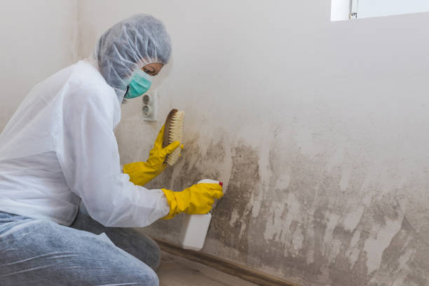 Best Post-Flood Mold Remediation in Pelican Marsh, FL